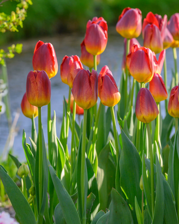 Tulip 'Amber Glow'