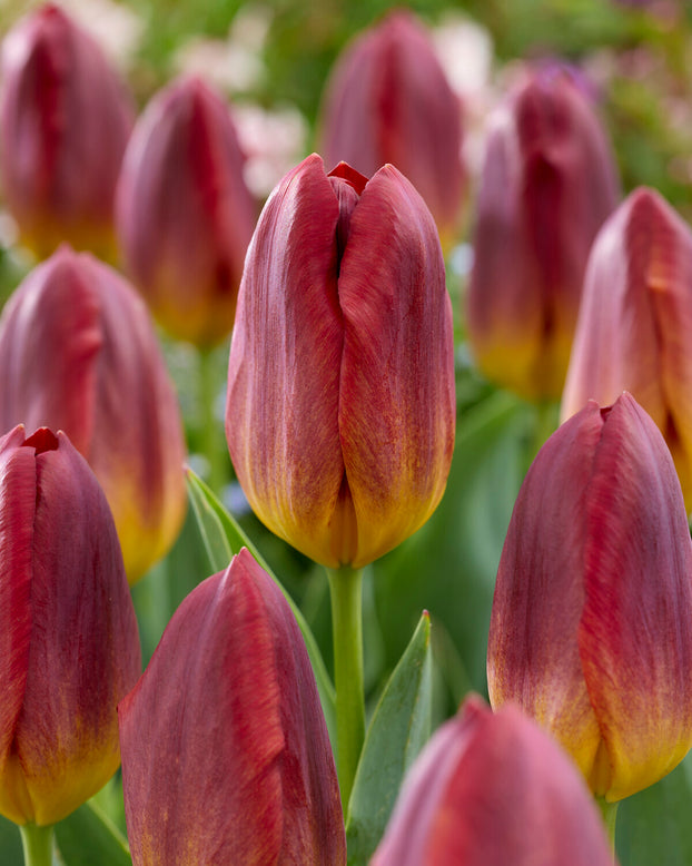 Tulip 'Amber Glow'