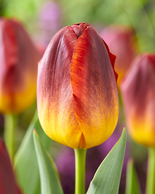 Tulip 'Amber Glow'