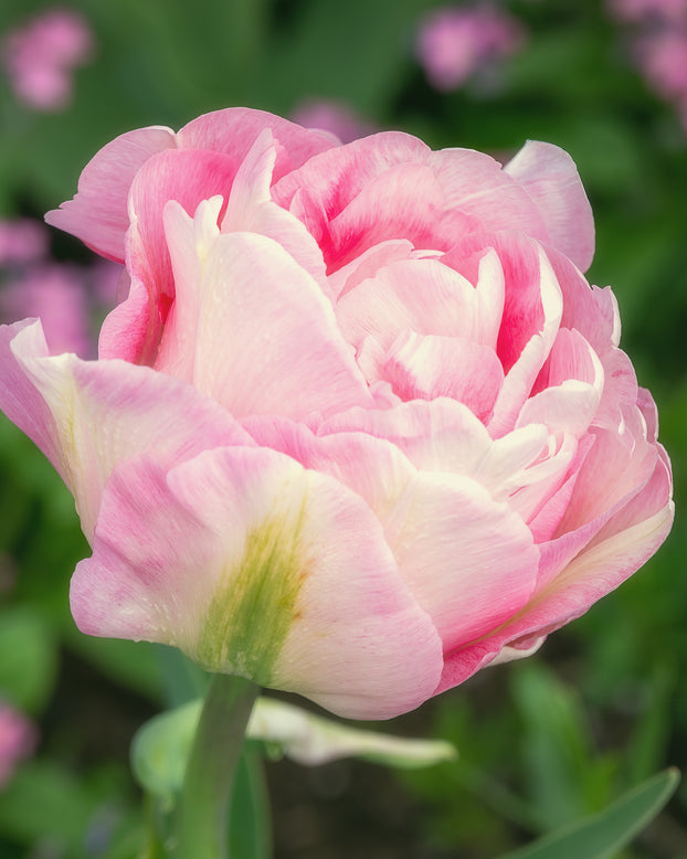 Tulip 'Angelique'