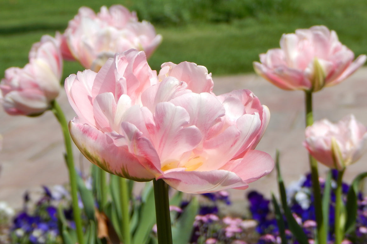 Tulip 'Angelique'