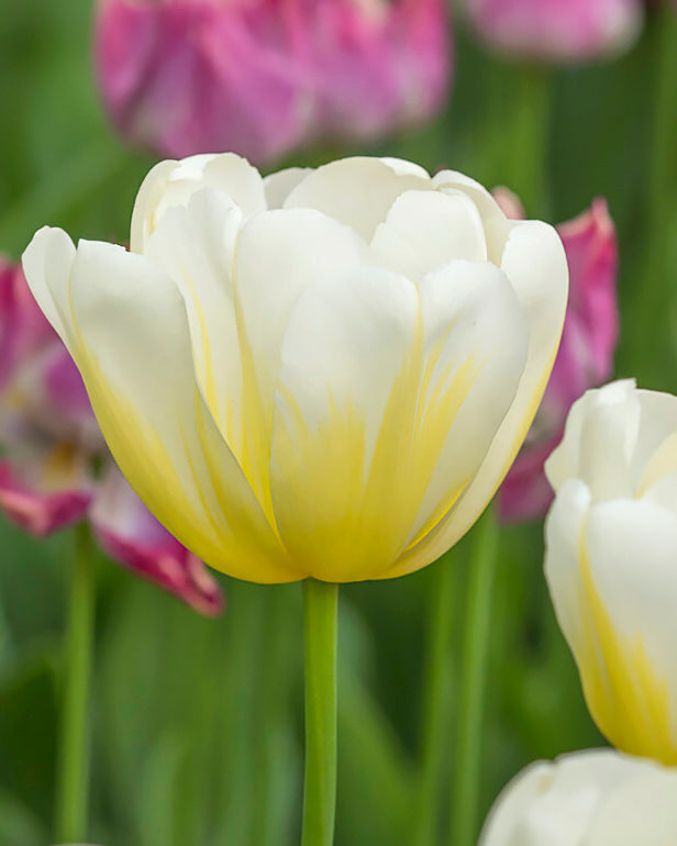 Tulip 'Angels Flame'