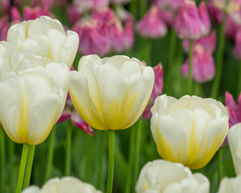 Tulip 'Angels Flame'