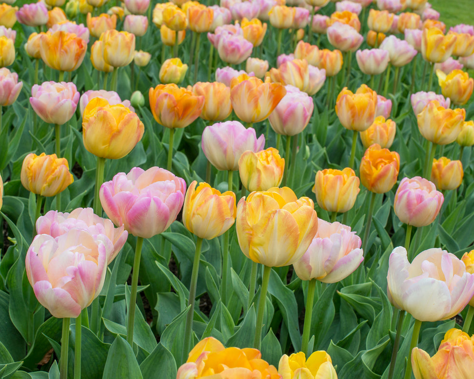 Tulip collection 'Blooming Bonfire'