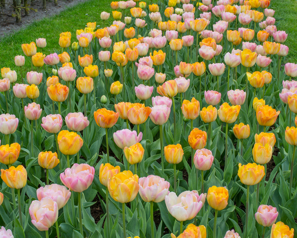 Tulip collection 'Blooming Bonfire'