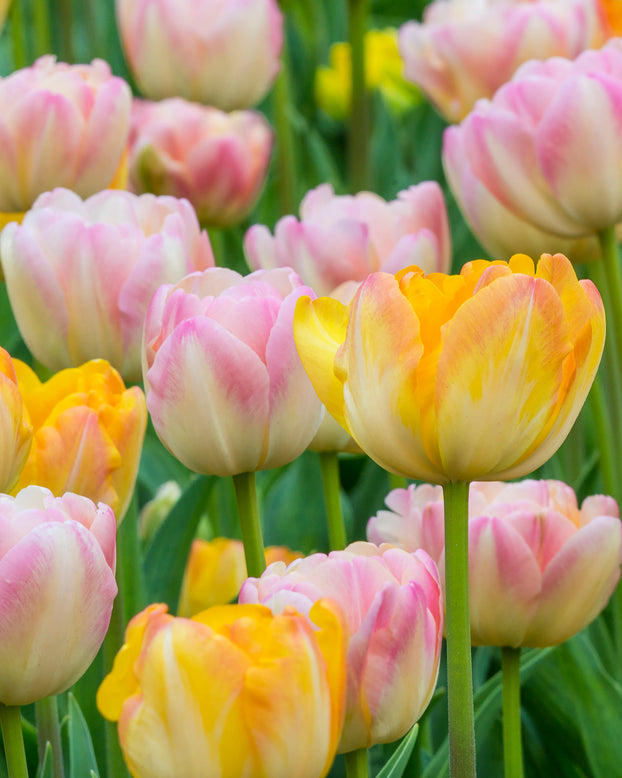 Tulip collection 'Blooming Bonfire'