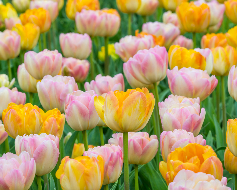 Tulip collection 'Blooming Bonfire'