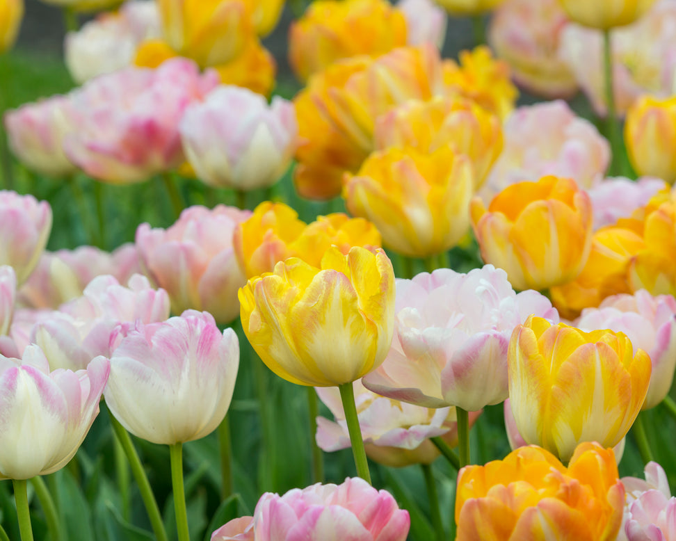 Tulip collection 'Blooming Bonfire'