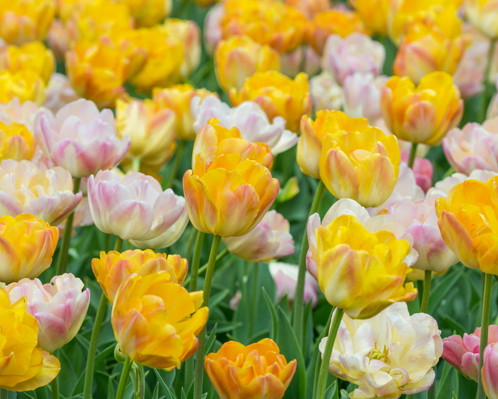 Tulip collection 'Blooming Bonfire'