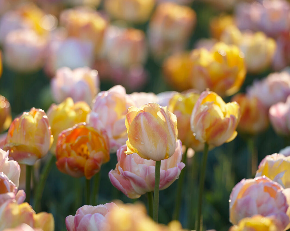 Tulip collection 'Blooming Bonfire'