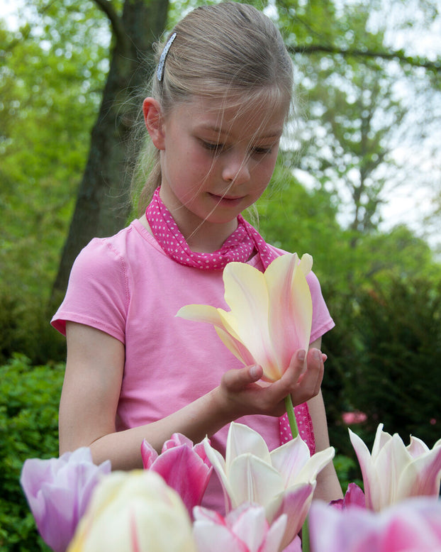 Tulip 'Blushing Beauty'