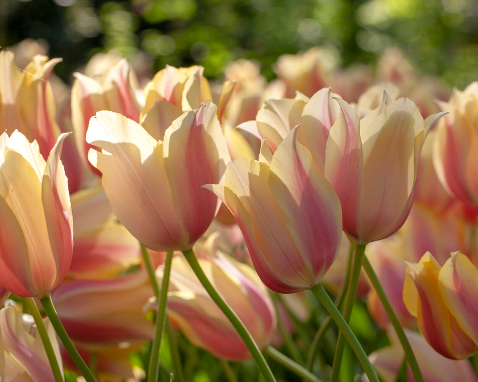 Tulip 'Blushing Beauty'