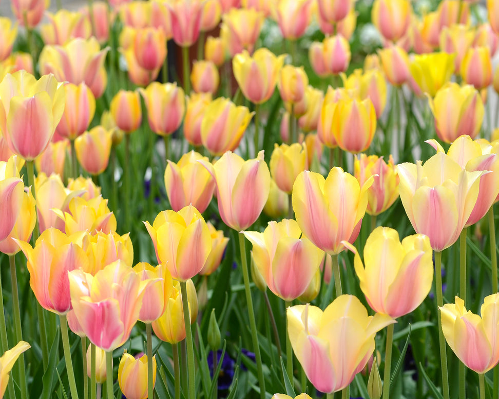 Tulip 'Blushing Beauty'