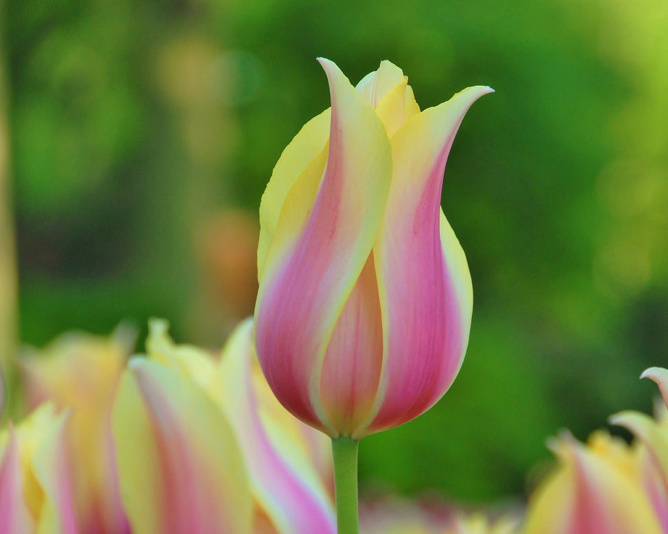 Tulip 'Blushing Beauty'