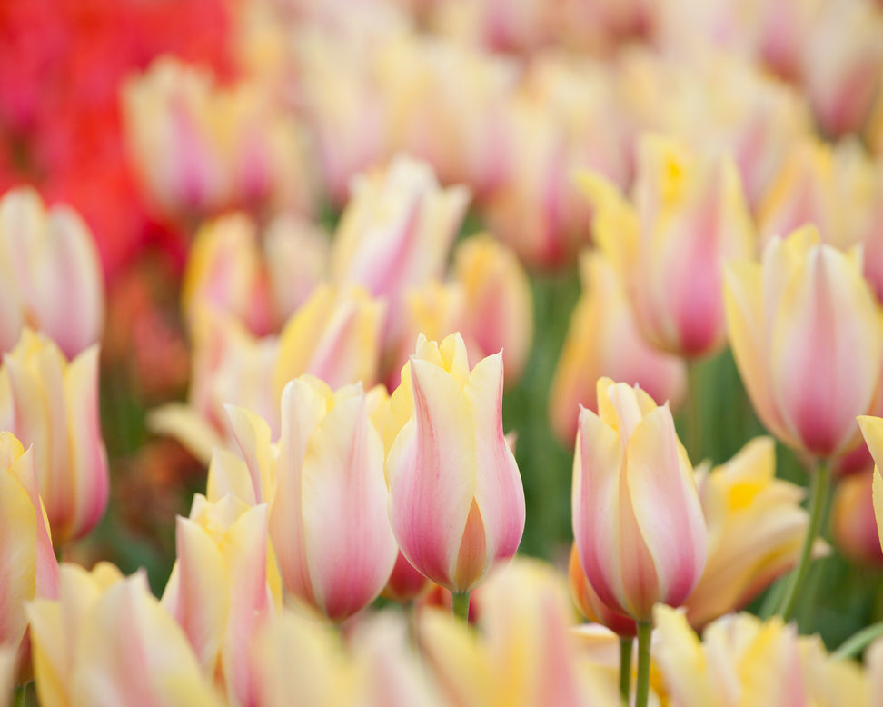 Tulip 'Blushing Beauty'