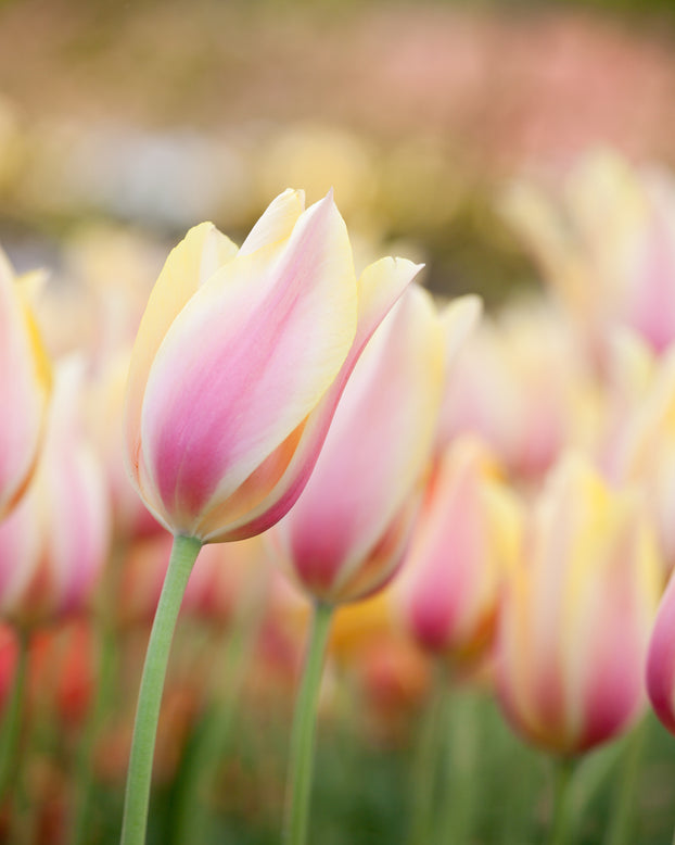 Tulip 'Blushing Beauty'