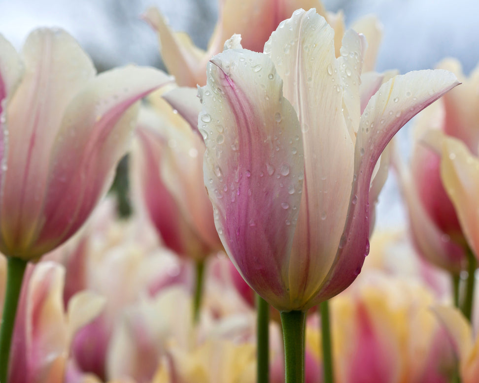 Tulip 'Blushing Beauty'