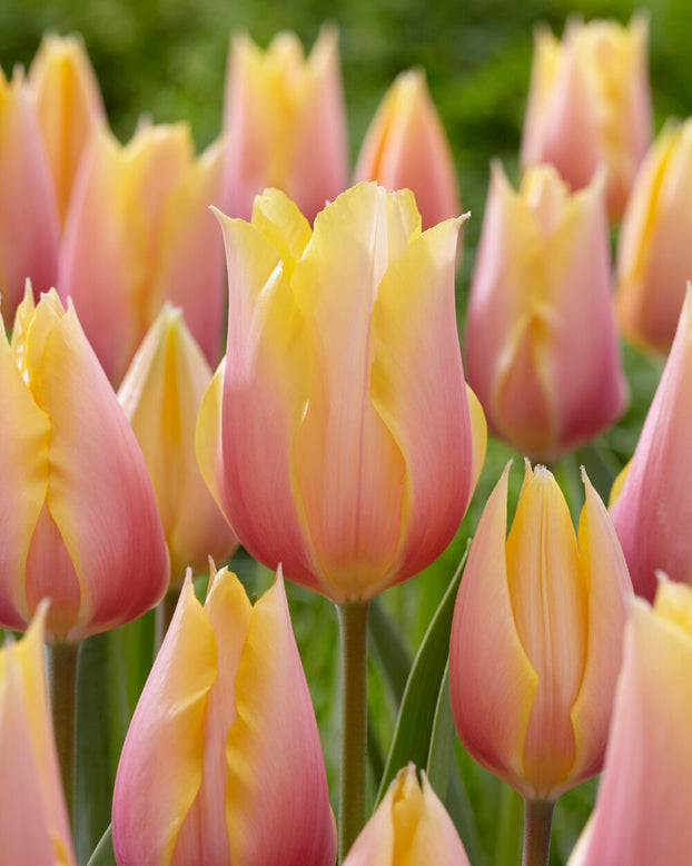 Tulip 'Blushing Beauty'