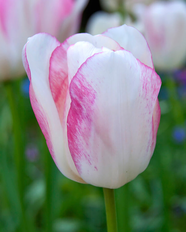 Tulip 'Blushing Girl'