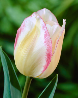 Tulip 'Blushing Girl'