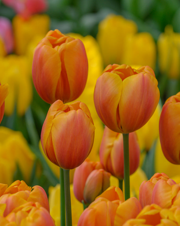 Tulip 'Bronze Perfection'