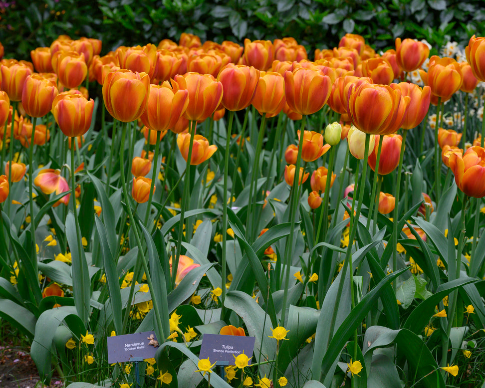 Tulip 'Bronze Perfection'