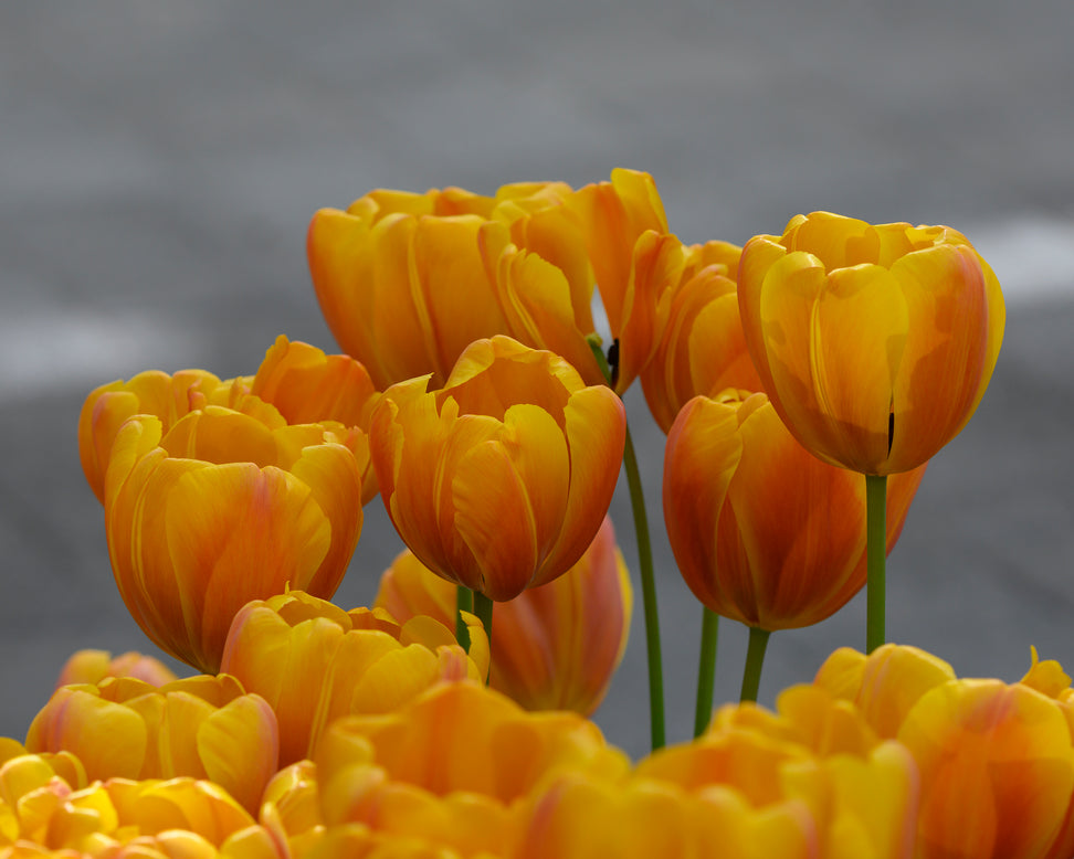 Tulip 'Bronze Perfection'