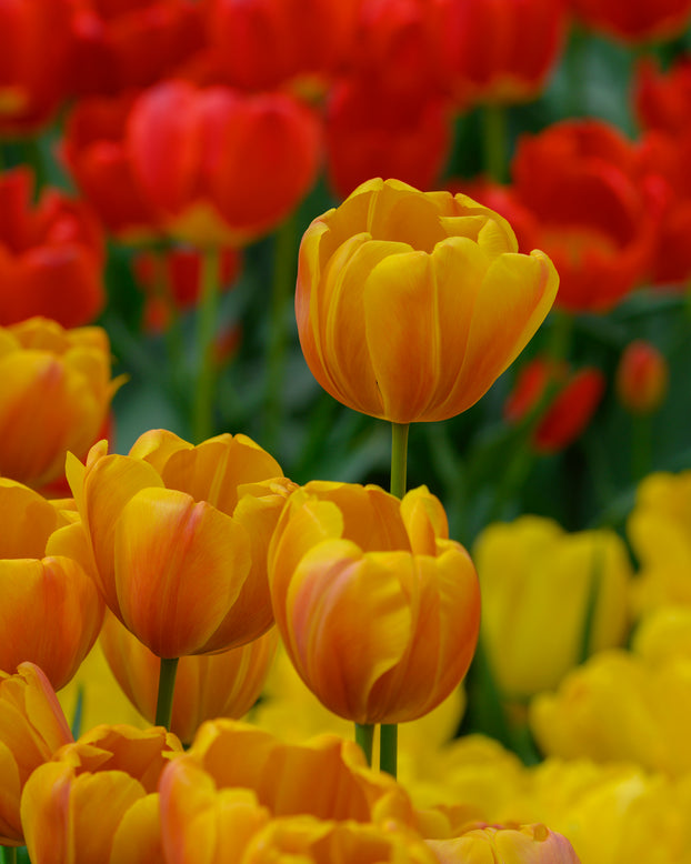 Tulip 'Bronze Perfection'