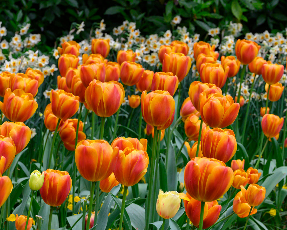 Tulip 'Bronze Perfection'