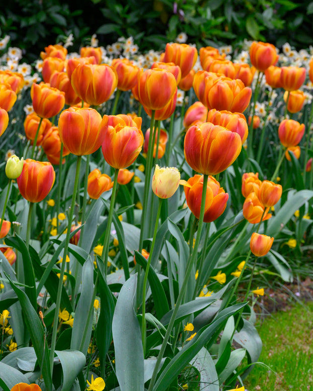 Tulip 'Bronze Perfection'