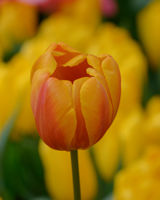 Tulip 'Bronze Perfection'