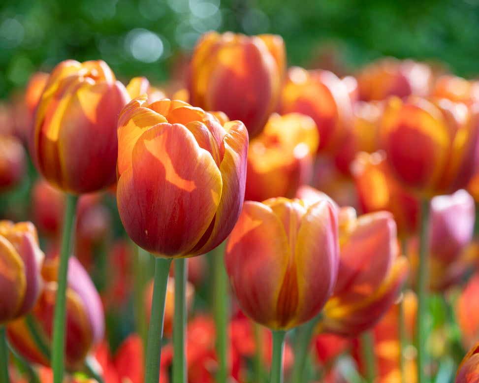 Tulip 'Bronze Perfection'