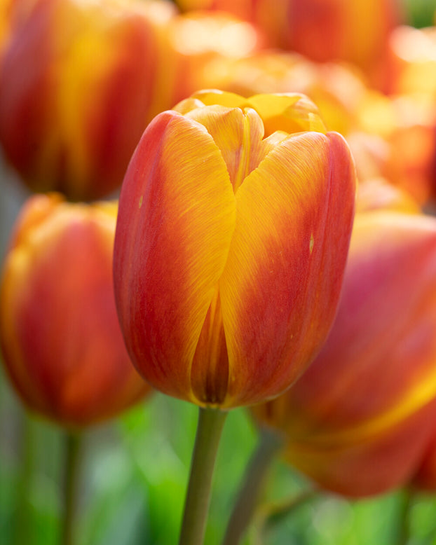 Tulip 'Bronze Perfection'