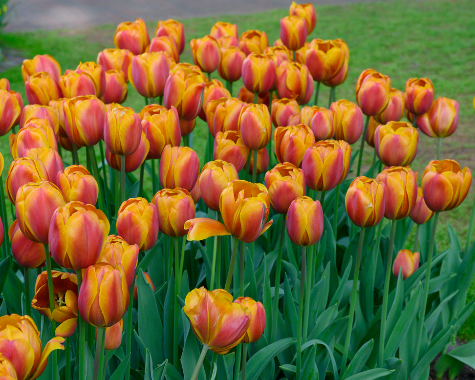 Tulip 'Bronze Perfection'