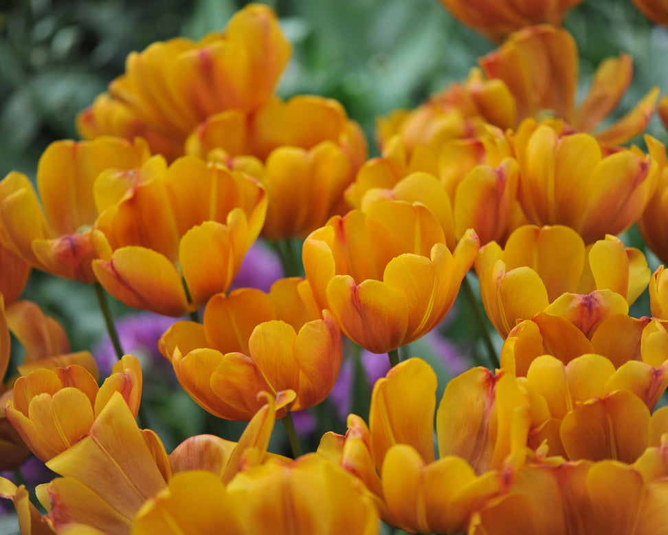 Tulip 'Bronze Perfection'