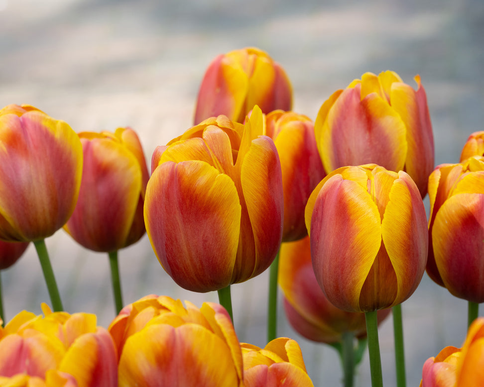 Tulip 'Bronze Perfection'