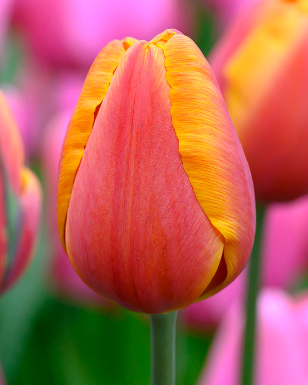 Tulip 'Bronze Perfection'