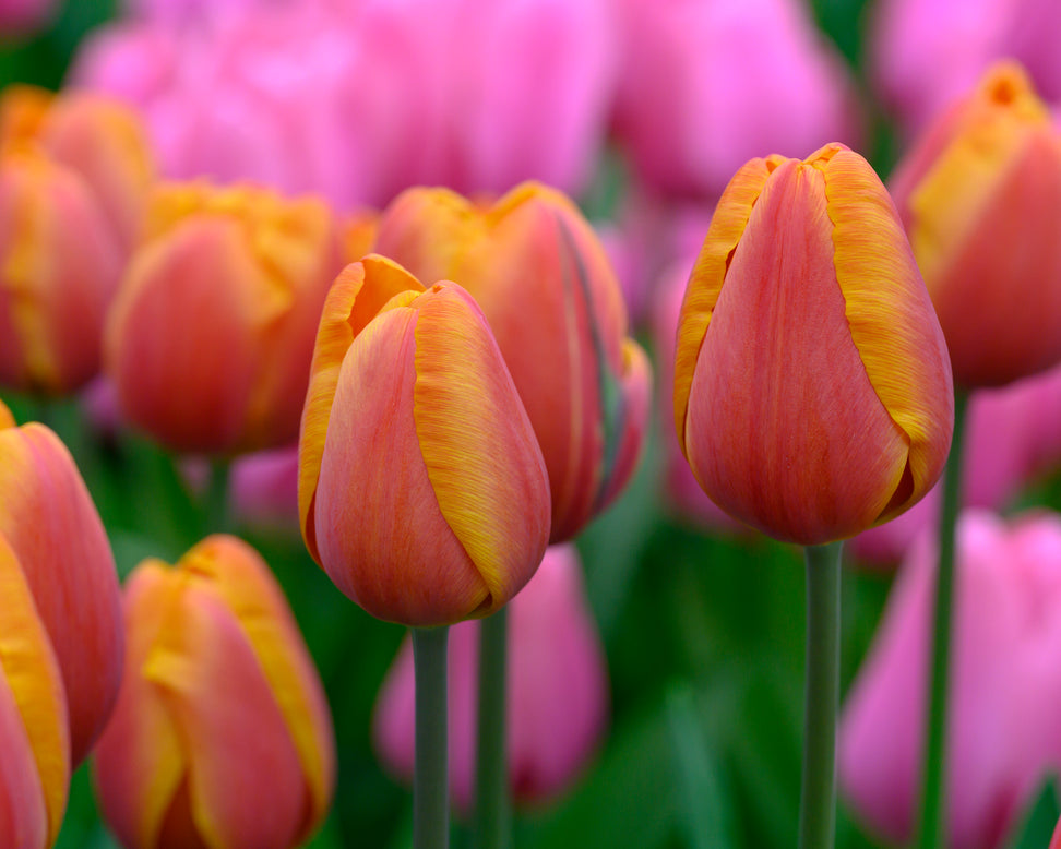 Tulip 'Bronze Perfection'