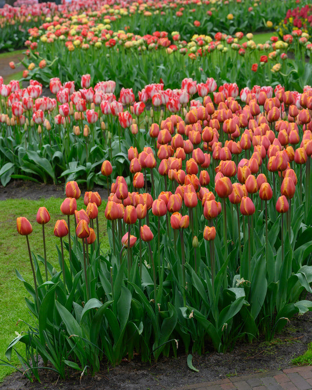 Tulip 'Bronze Perfection'