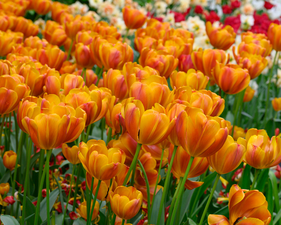 Tulip 'Bronze Perfection'