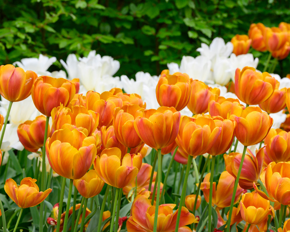 Tulip 'Bronze Perfection'