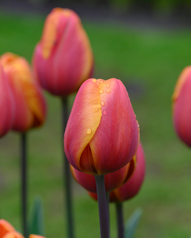 Tulip 'Bronze Perfection'