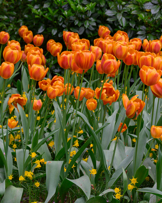 Tulip 'Bronze Perfection'