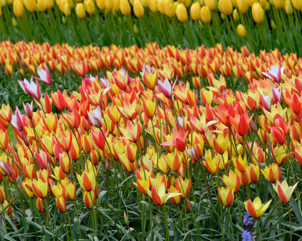 Tulip clusiana 'Super Mix'