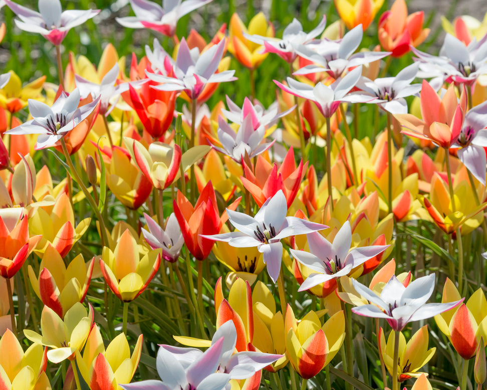 Tulip clusiana 'Super Mix'