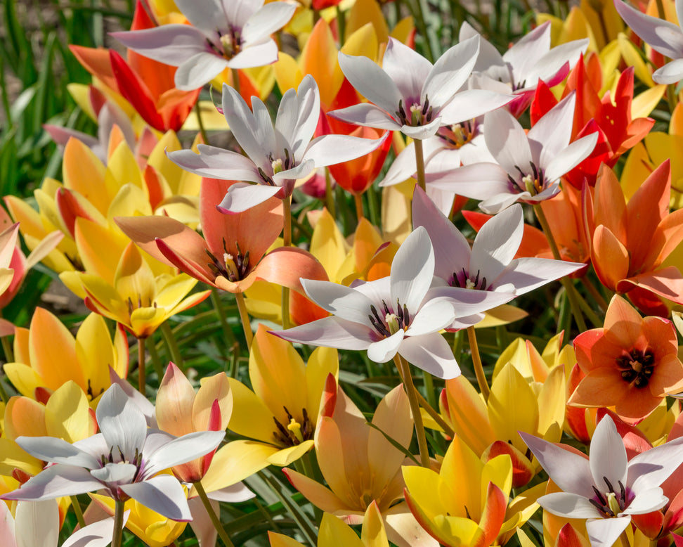 Tulip clusiana 'Super Mix'