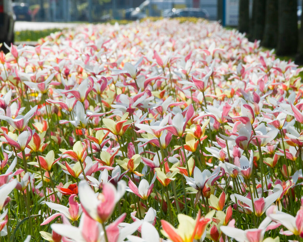 Tulip clusiana 'Super Mix'