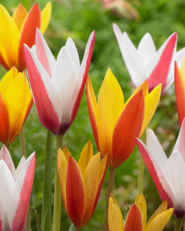 Tulip clusiana 'Super Mix'