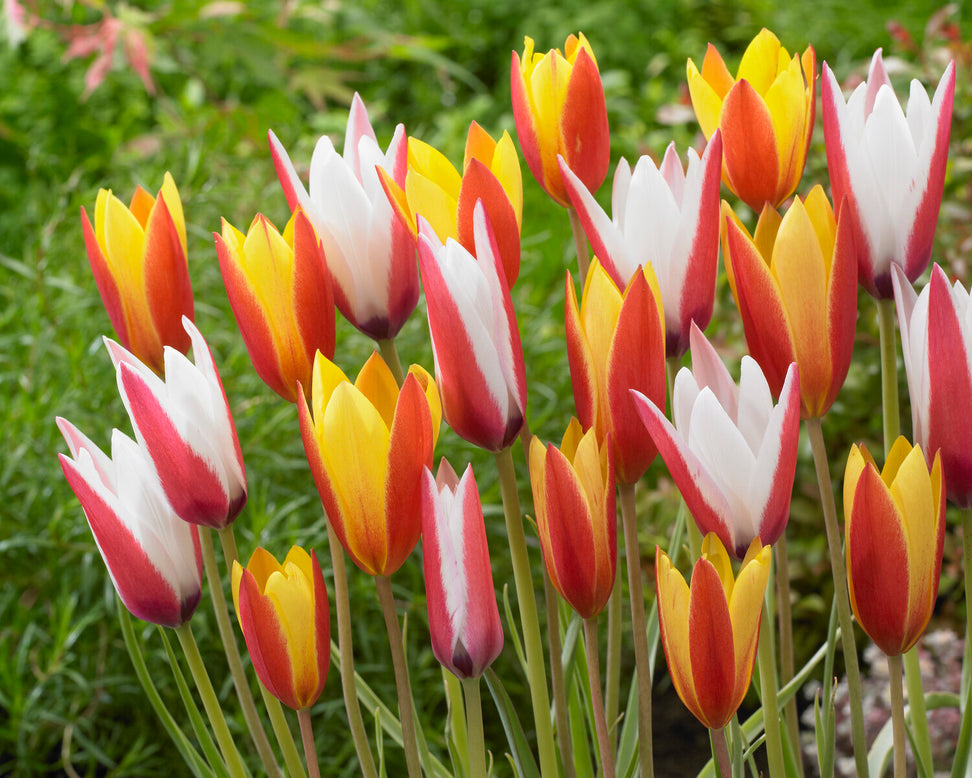 Tulip clusiana 'Super Mix'