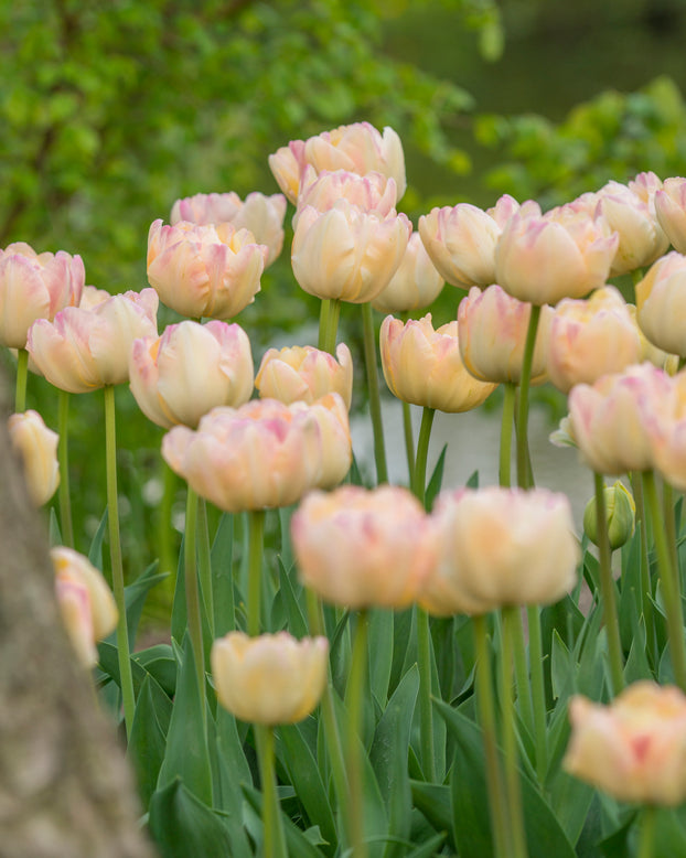 Tulip 'Crème Upstar'